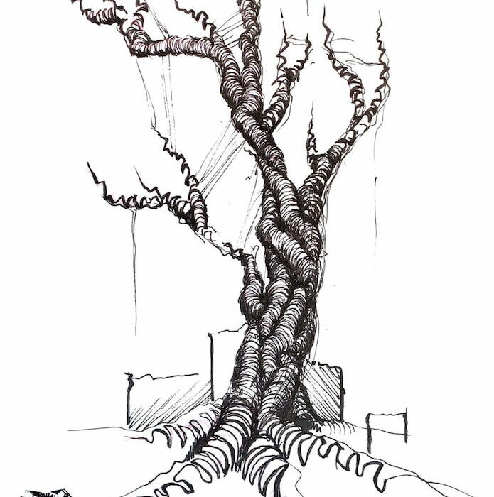 Ilustración del diseño de Tattoo del artista tatuador Raúl Rodríguez para Kaifa´s Tattoo Studio En Madrid (Chamberí - Moncloa), estilo de tatuaje Sketch de un arbol