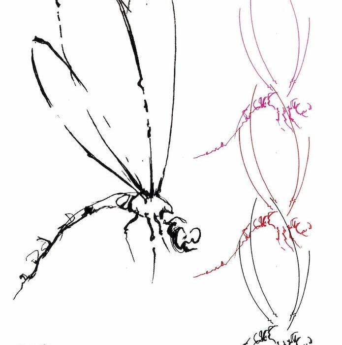 Ilustración del diseño de Tattoo del artista tatuador Raúl Rodríguez para Kaifa´s Tattoo Studio En Madrid (Chamberí - Moncloa), estilo de tatuaje Sketch, insectos